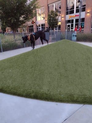 Naftzger Dog Park