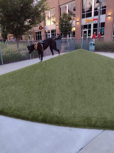 Naftzger Dog Park