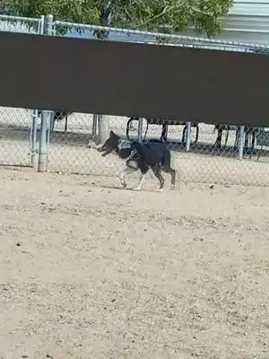 Wickenburg Dog Park