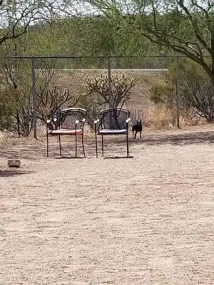 Wickenburg Dog Park
