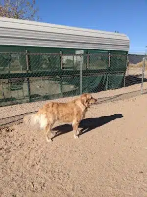 Wickenburg Dog Park