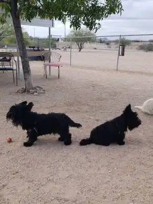 Wickenburg Dog Park