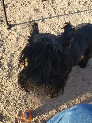 Wickenburg Dog Park