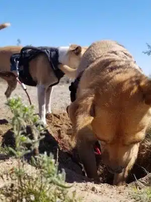 Wickenburg Dog Park