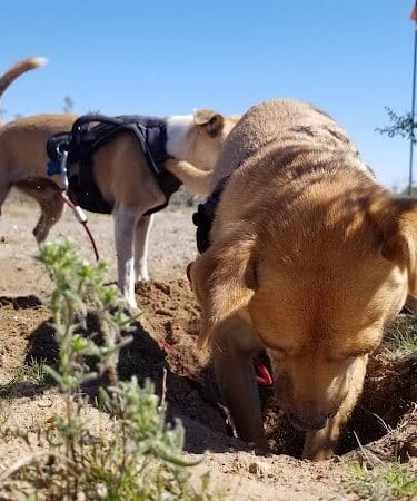 Wickenburg Dog Park - Wickenburg, AZ