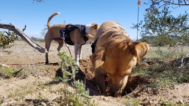 Wickenburg Dog Park - Wickenburg, AZ