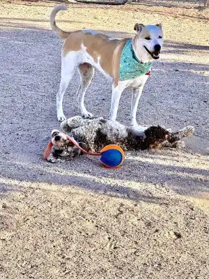 Wickenburg Dog Park