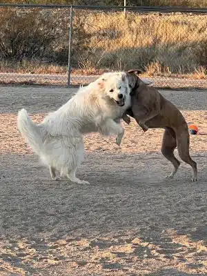 Wickenburg Dog Park