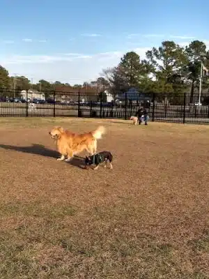 Kidsburg Dog Park