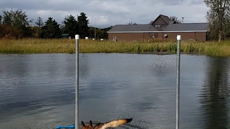 Joey's Pet Outfitters Dog Park - Williamston,