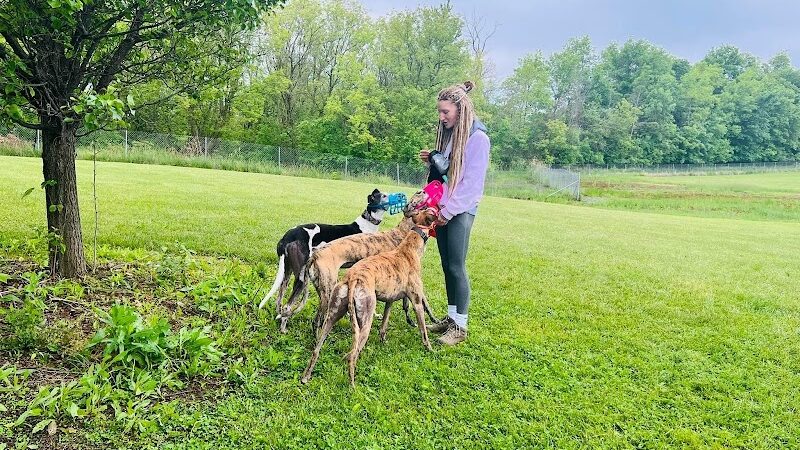 Joey's Pet Outfitters Dog Park - Williamston,
