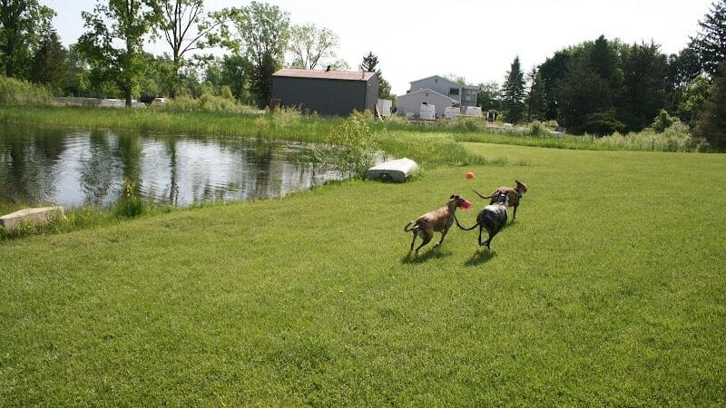 Joey's Pet Outfitters Dog Park - Williamston,