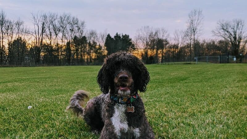 Joey's Pet Outfitters Dog Park - Williamston,