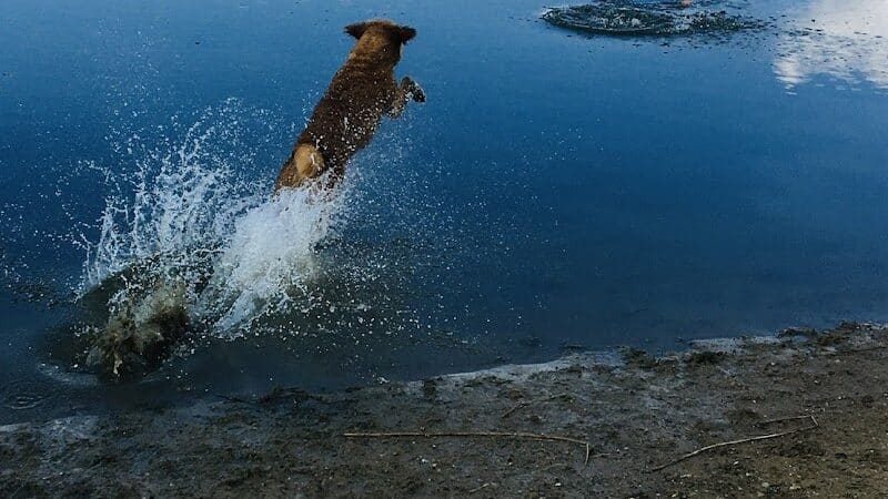 Joey's Pet Outfitters Dog Park - Williamston,