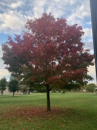 McCormick Park - Williamston,