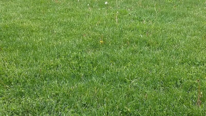 McCormick Park - Williamston,