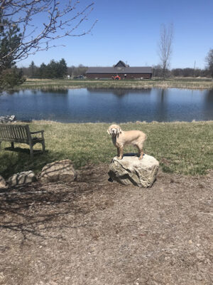 Joey's Pet Outfitters Dog Park