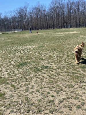 Owens Large Dog Park