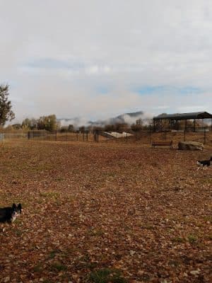 Frank Grasse Dog Park - Willits, CA