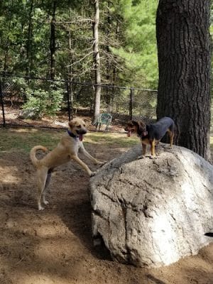 Wilmington Dog Park