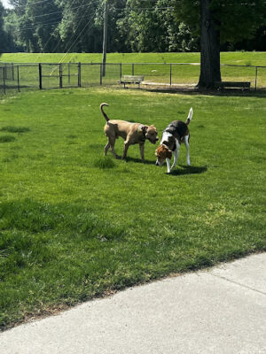 Wilson Dog Park