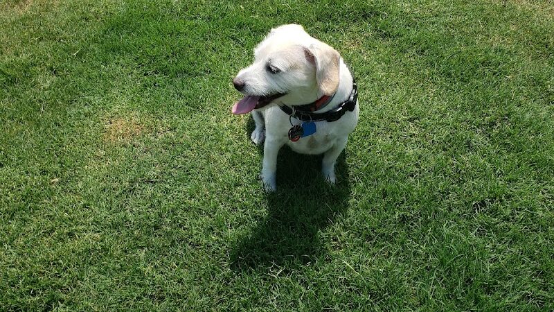 Wilson Dog Park - Wilson,