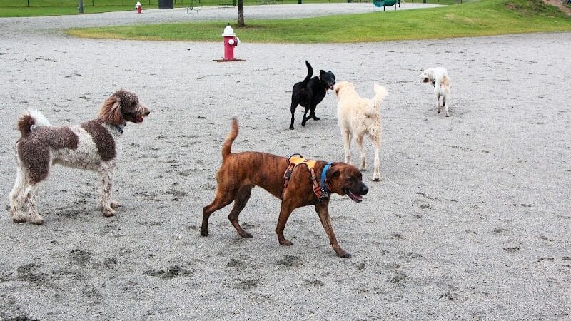 Wilson Dog Park - Wilson,