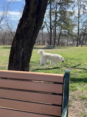 Winchester Dog Park - Winchester, VA
