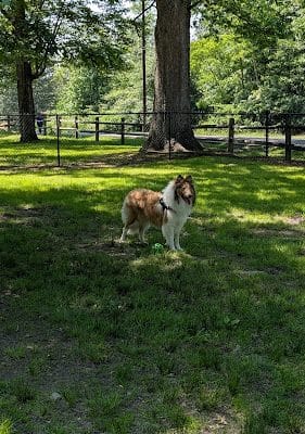 Windber Dog Park