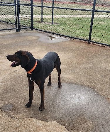 Victor-Lord Dog park - Winder, GA