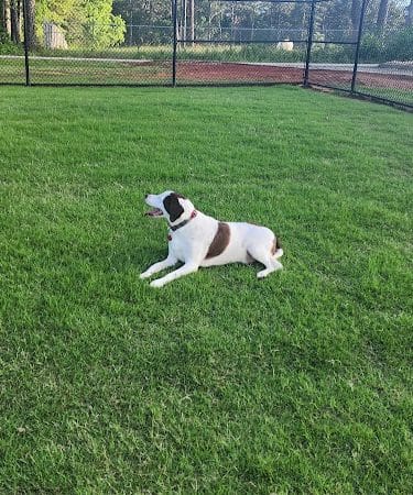 Victor-Lord Dog park - Winder, GA