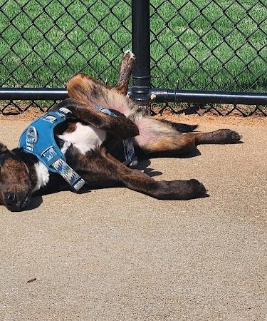 Victor-Lord Dog park - Winder, GA