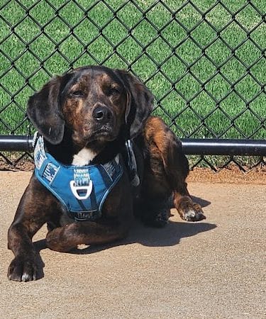 Victor-Lord Dog park - Winder, GA