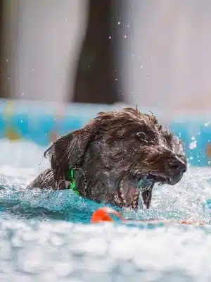 Duke's K9 Dash N' Splash