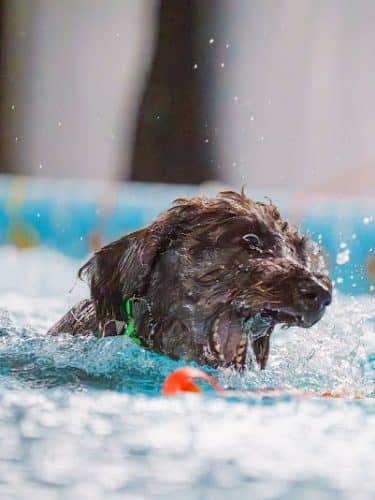 Duke's K9 Dash N' Splash