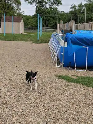 Duke's K9 Dash N' Splash