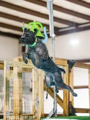 Duke's K9 Dash N' Splash