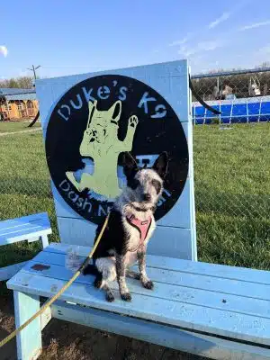 Duke's K9 Dash N' Splash