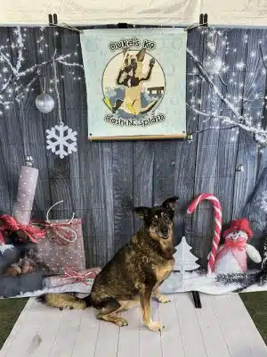 Duke's K9 Dash N' Splash