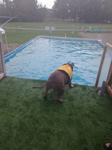 Duke's K9 Dash N' Splash
