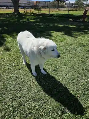 Winslow Bark Park