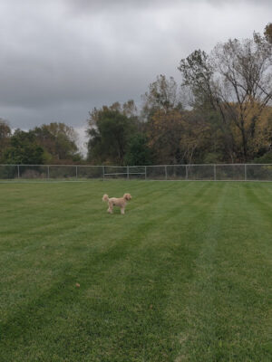Winterset Dog Park