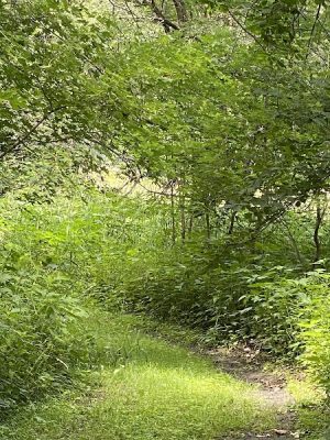 Buffalo Creek Area
