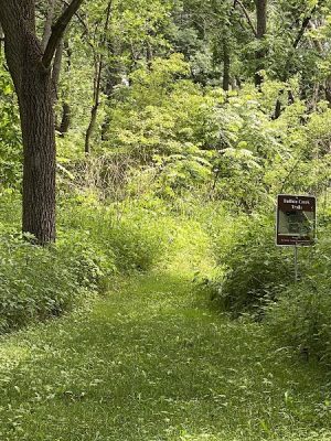 Buffalo Creek Area