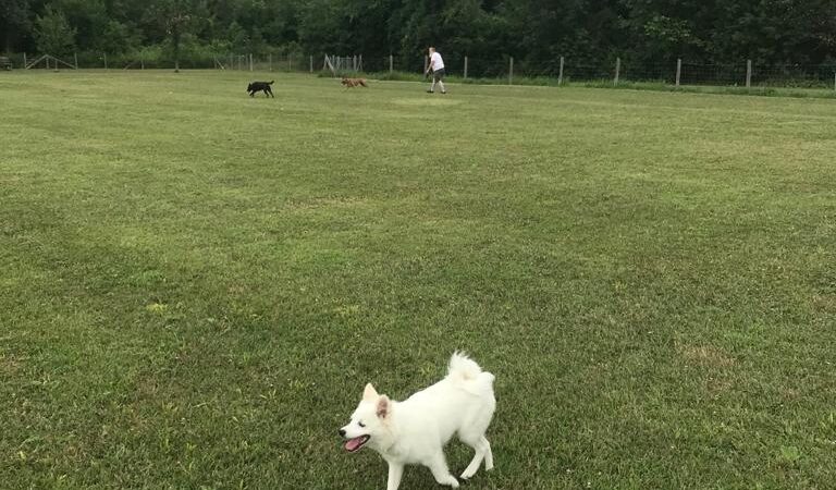 Lyon Oaks Dog Park - Wixom, MI