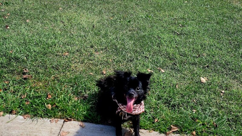 Lyon Oaks Dog Park - Wixom, MI
