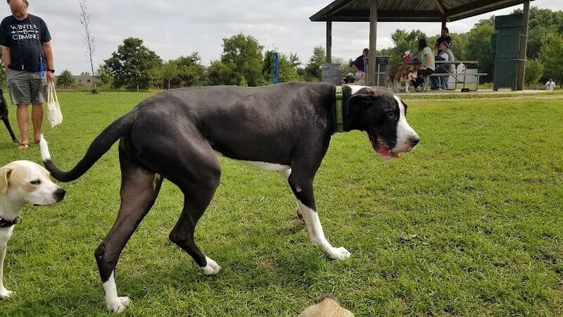 Lyon Oaks Dog Park - Wixom, MI