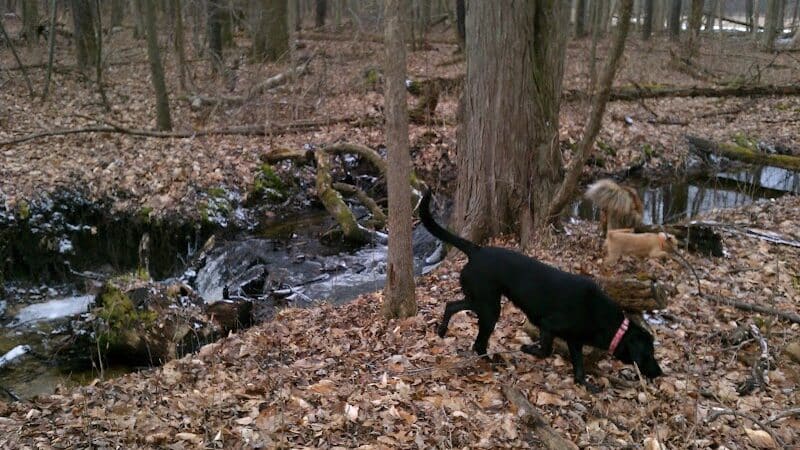 Lyon Oaks Dog Park - Wixom, MI