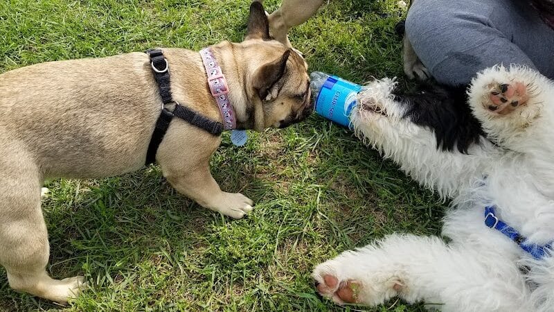 Lyon Oaks Dog Park - Wixom, MI