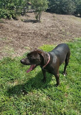 Port Potomac Dog Park - Woodbridge, VA